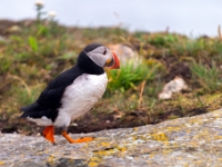 Puffin Viewing Site